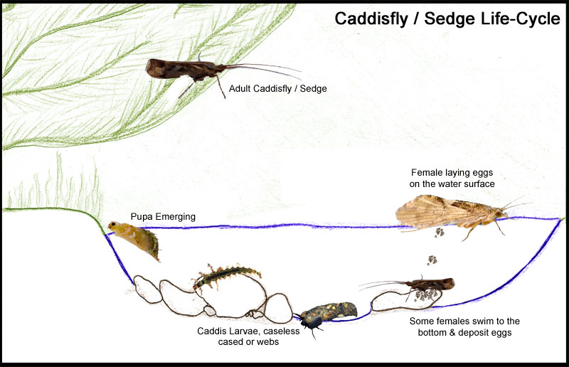 Caddisfly Life Cycle